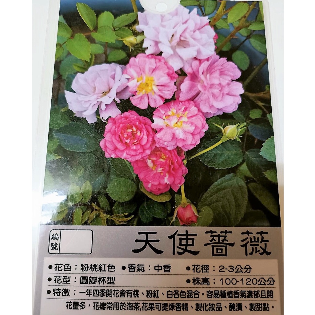 花花世界_玫瑰苗--天使薔薇--粉桃紅色 中香 圓瓣杯狀/3.5吋黑軟盆/高8-10公分/MA