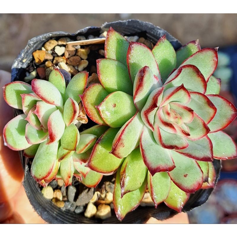 多肉植物布丁西施（多頭老欉）12/11拍照三寸| 蝦皮購物