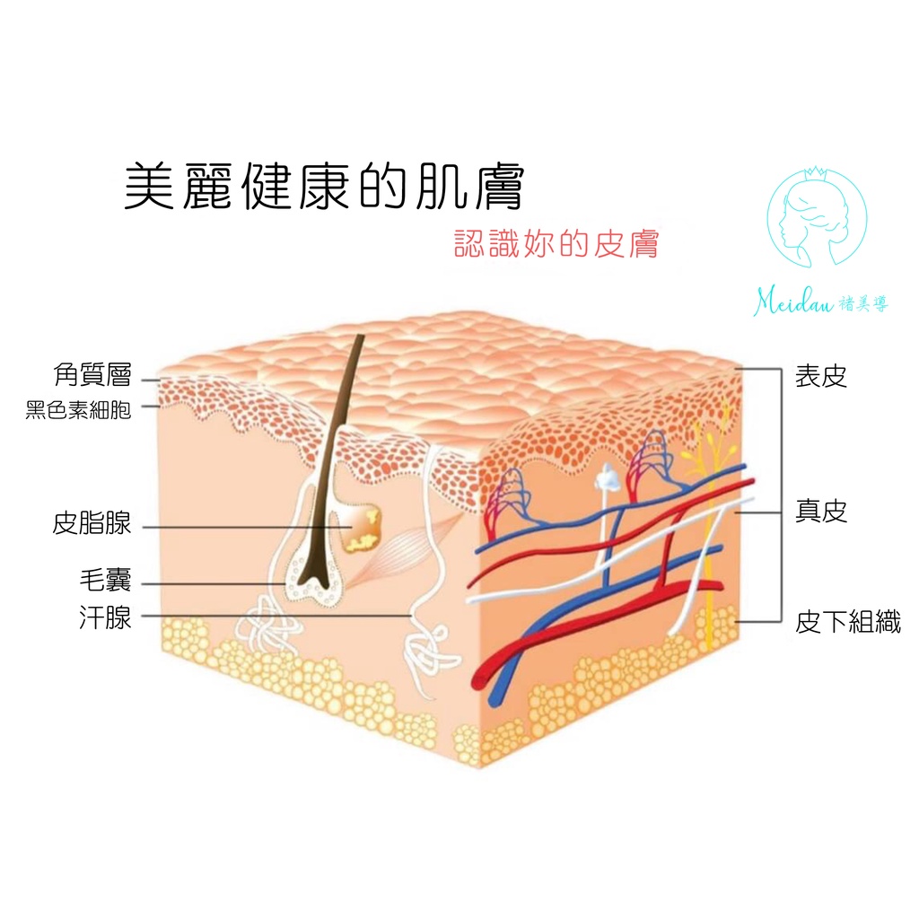 台灣現貨醫美醫生必備皮膚生理構造圖模型皮膚類型講解海報大和小張 蝦皮購物 