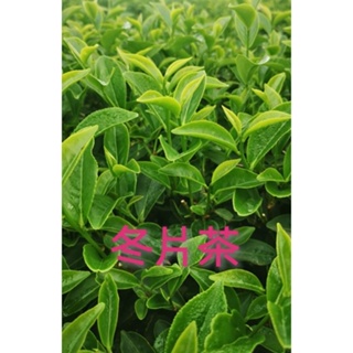 阿里山冬片茶- 優惠推薦- 2023年11月| 蝦皮購物台灣