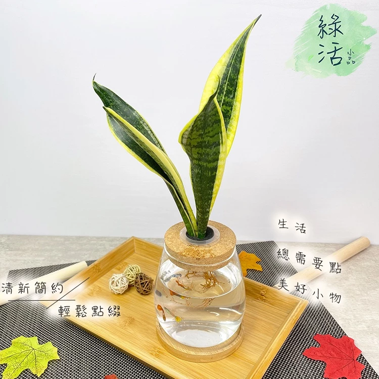 【理想小品】長葉虎尾蘭 水耕盆栽