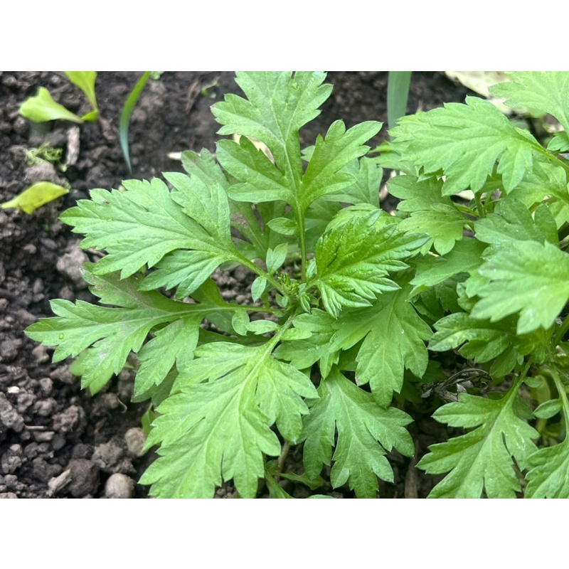 艾草扦插無根枝條(台灣五月艾品種可食用)，藥用植物 香草類植物，扦插植物(水耕、土耕佳)，每株5公分以上剪頭不帶根出售 | 蝦皮購物