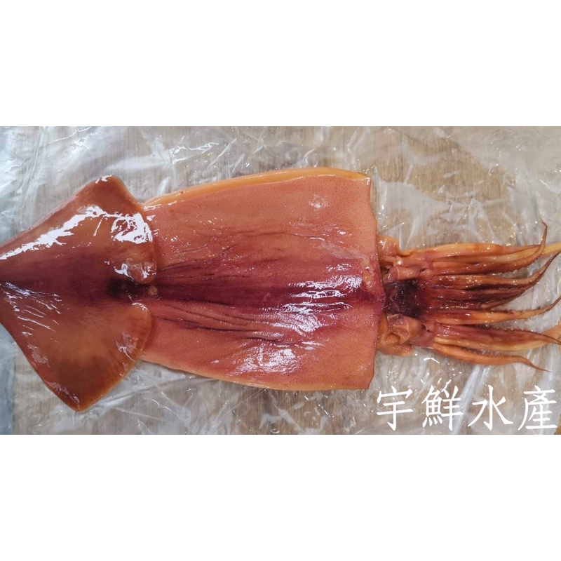 阿根廷魷魚/生鮮阿根廷魷魚/魷魚/宇鮮水產 | 蝦皮購物