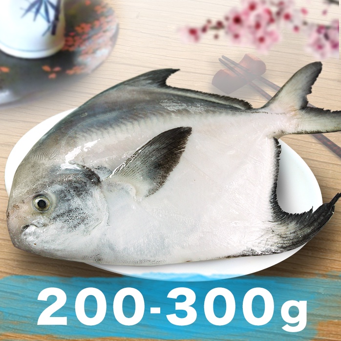 南海豐【野生白鯧魚】每尾200~300g 船撈急凍鮮度極鮮 肉質細嫩 少刺甜美 頂級海鮮食材 團購海鮮宅配 蝦皮購物