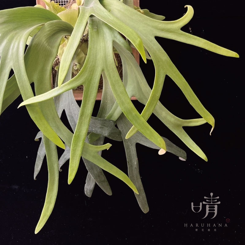 晴花鹿苑》P.willinckii #10 | 蝦皮購物