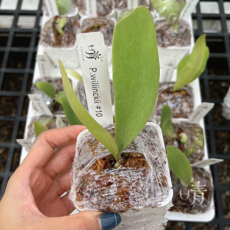 晴花鹿苑》P.willinckii #10 | 蝦皮購物 晴花鹿苑》P.willinckii #10 | 蝦皮購物