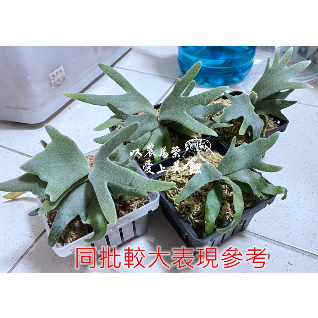 P.willinckii jade girl spore Upper plate Staghorn fern Jade girl P