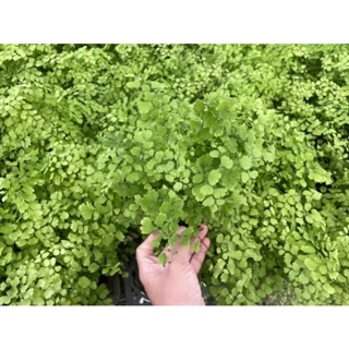 植入日常 鐵線蕨 3吋小品 觀葉植物/網美植物/室內植物/辦公室植物