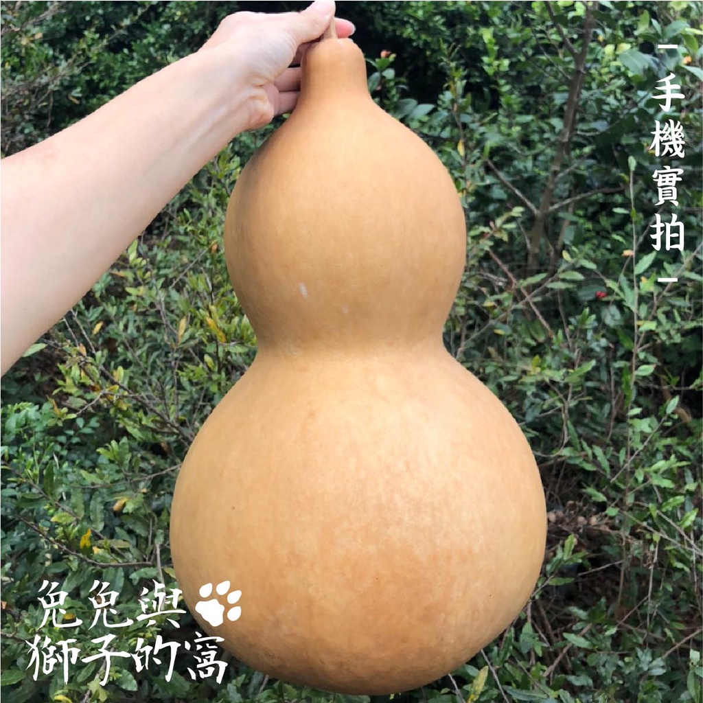 台灣出貨】 超大葫蘆霸氣大葫蘆葫蘆大葫蘆天然種植葫蘆風水調理| 蝦皮購物 