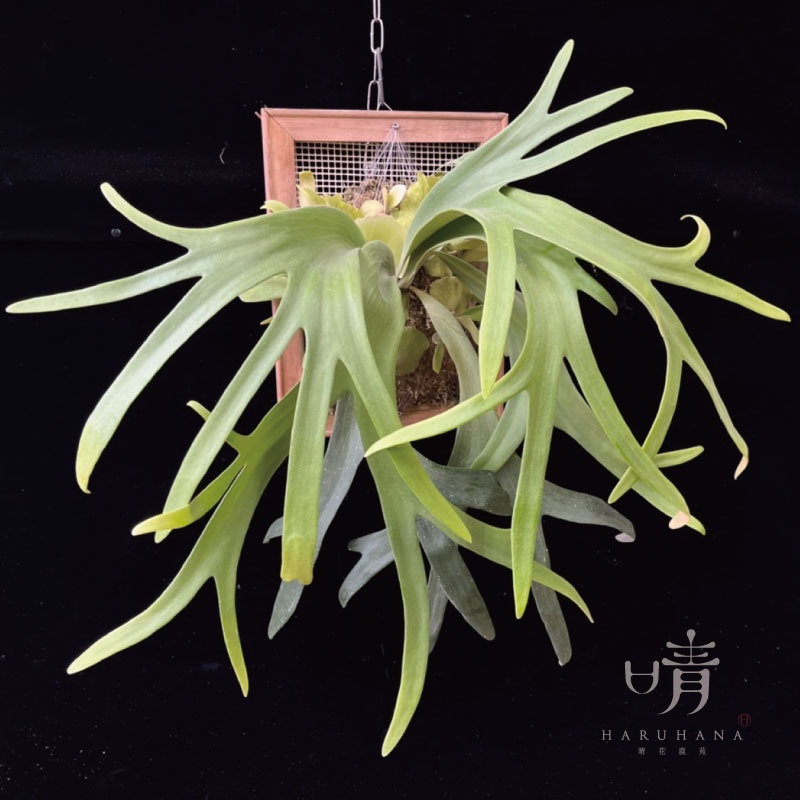《晴花鹿苑》P.willinckii #10 | 蝦皮購物