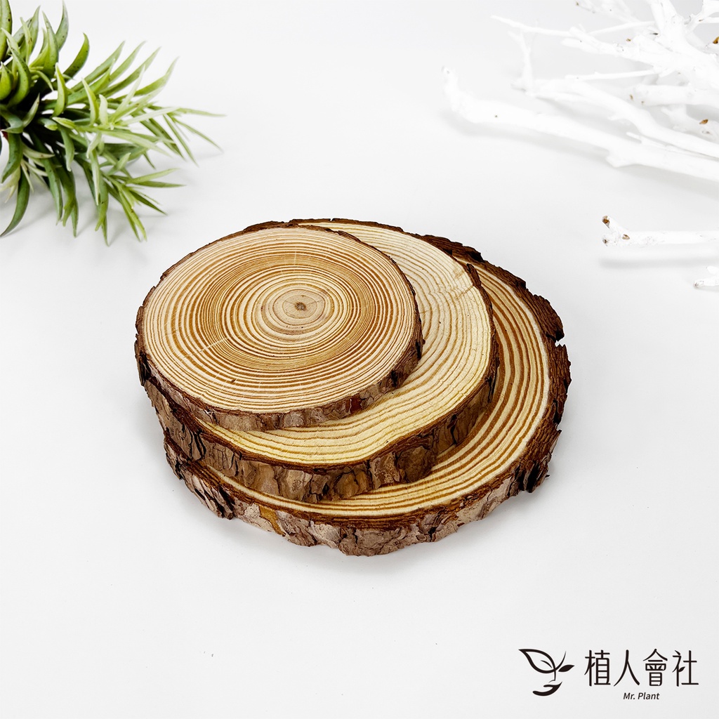 【植人會社】現貨-diy 單售 帶皮天然木片 木頭 厚木片 圓木片 拍照道具 裝飾 木座 松木片 裝飾 zakka 畫板 | 蝦皮購物