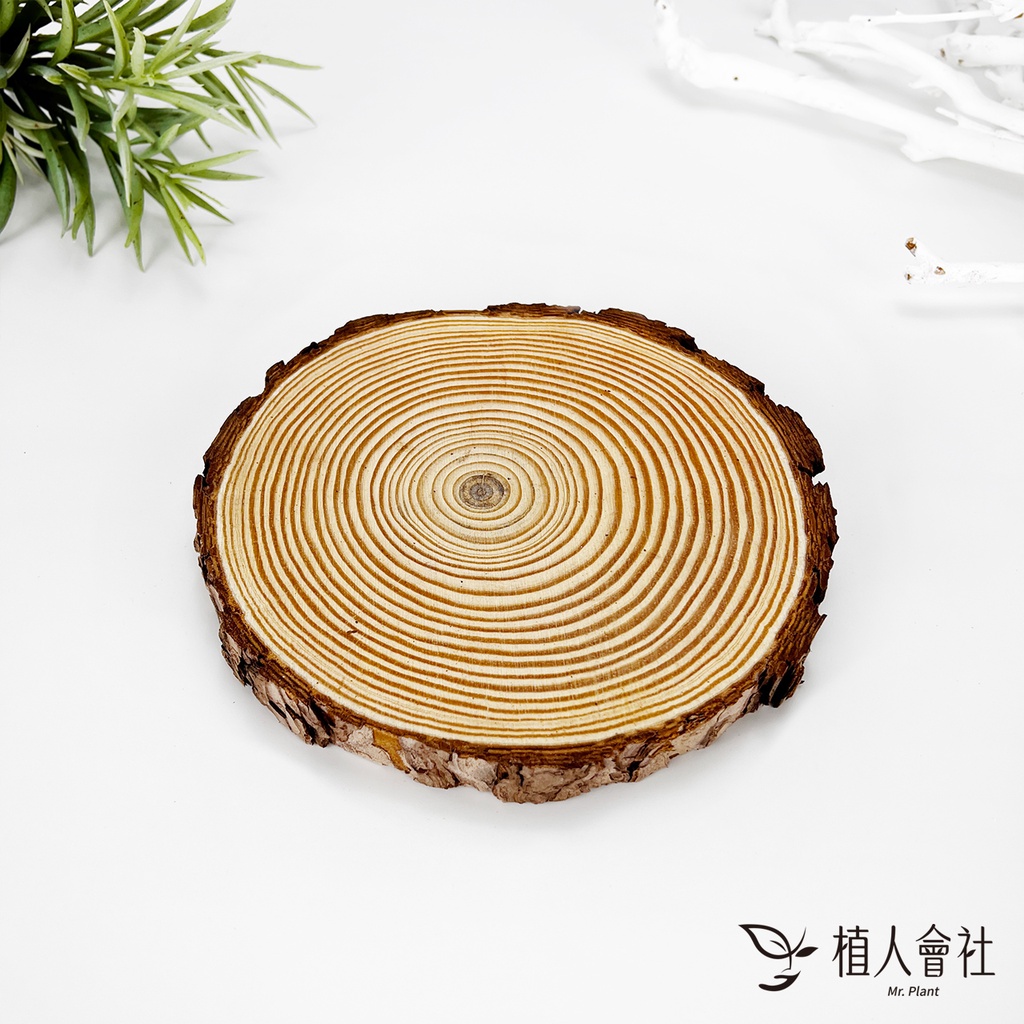 【植人會社】現貨-diy 單售 帶皮天然木片 木頭 厚木片 圓木片 拍照道具 裝飾 木座 木頭墊 松木片 裝飾 裝修 z | 蝦皮購物