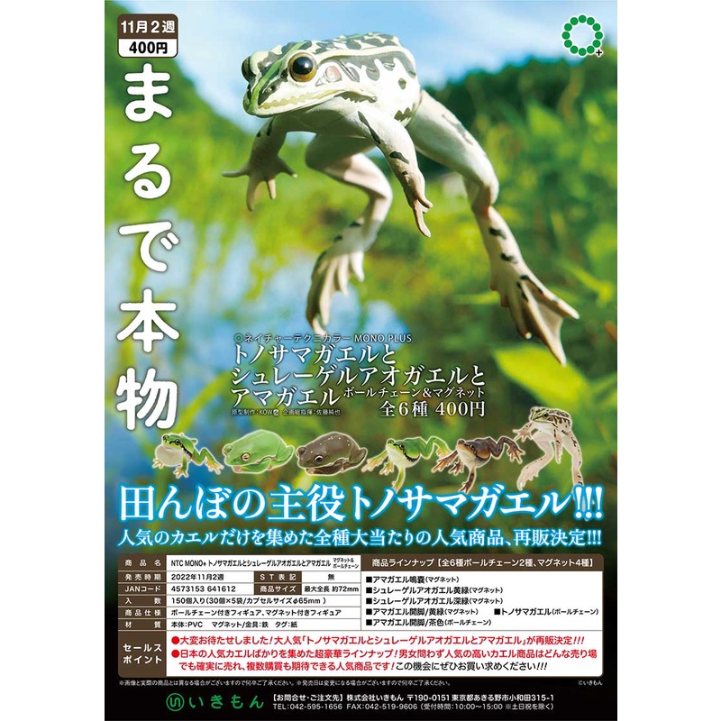 トノサマガエルとシュレーゲルアオガエルとアマガエル アマガエル(濃茶