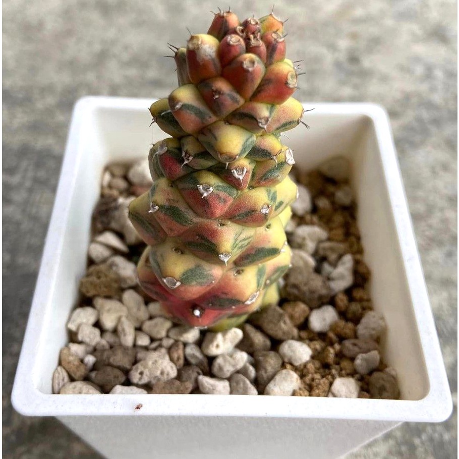 黃斑 翡翠閣錦 將軍閣錦 3寸盆 錦斑 塊根植物 仙人掌 觀賞植物 盆栽 | 蝦皮購物