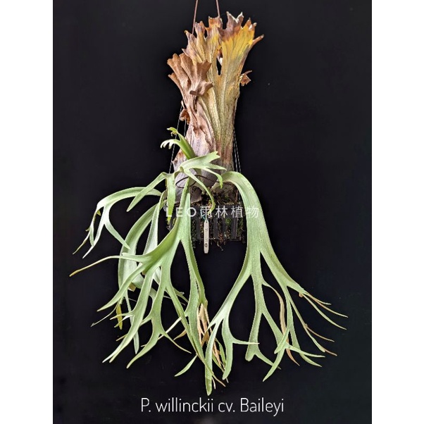 P. willinckii cv. Baileyi 鹿角蕨| 蝦皮購物