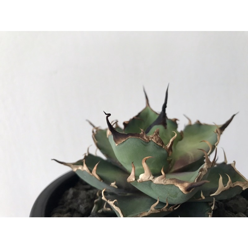 Agave titanota”Hades”黑帝斯嚴龍_アガベチタノタ_狂曲刺型態優秀_優質