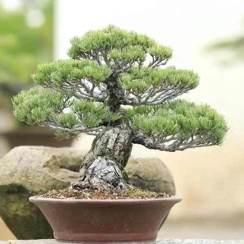 觀景植物 日式小庭盆景 松樹種子 大阪松 五針松 那須五針松 多款松樹種子 價格超低 發芽率超高88% | 蝦皮購物