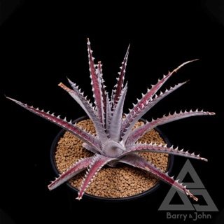 BJ】沙漠鳳梨｜珍品寬白葉收藏品種控多肉植物｜Dyckia marnier