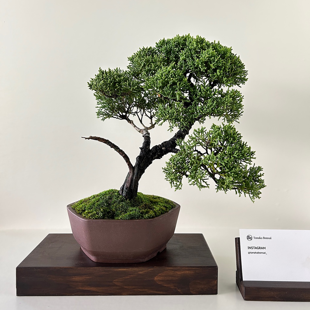 Tanaka Bonsai】TP549 紀州真柏/鐵柏盆景(不含實木陳列座與名片架