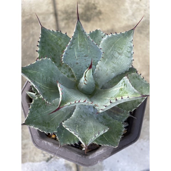 アガベ 三宅雷神縞斑 Agave '三宅雷神 縞斑 美しい縞斑を持つ三宅雷神