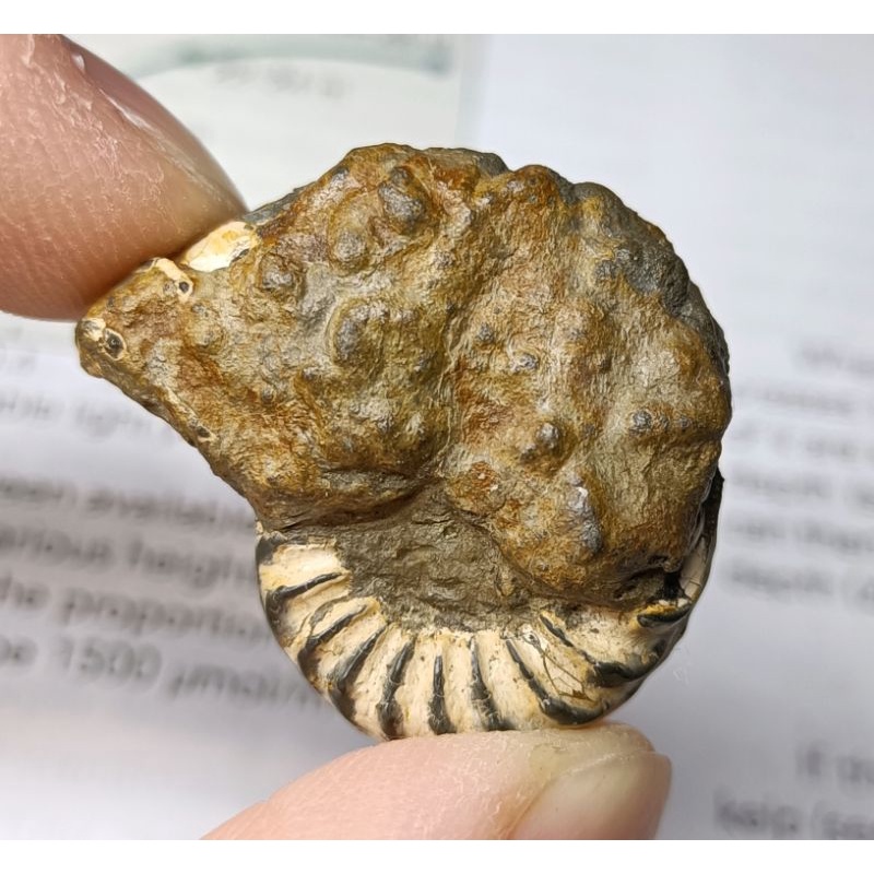 Pleuroceras salebrosum