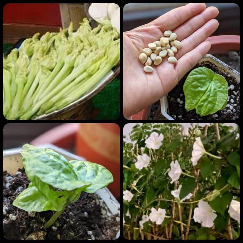 夕顏花苞/種子$8/1粒| 蝦皮購物 