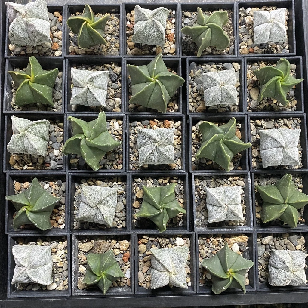 小陽光仙人掌 銀沙/琉璃鸞鳳玉實生 2吋盆 多肉植物 療癒小物