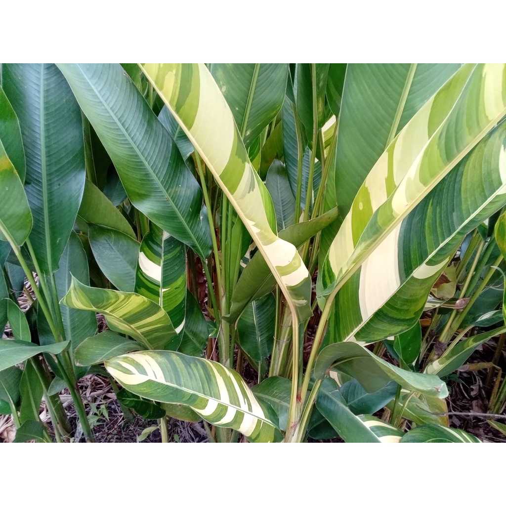 斑葉鳥蕉/盆栽/天堂鳥蕉/盆栽(價格自320~650雙株為550~650單株為320