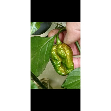 #175 Chocolate Bhutlah Cheesehead 巧克力布拉芝士頭，每份6籽/180元 | 蝦皮購物
