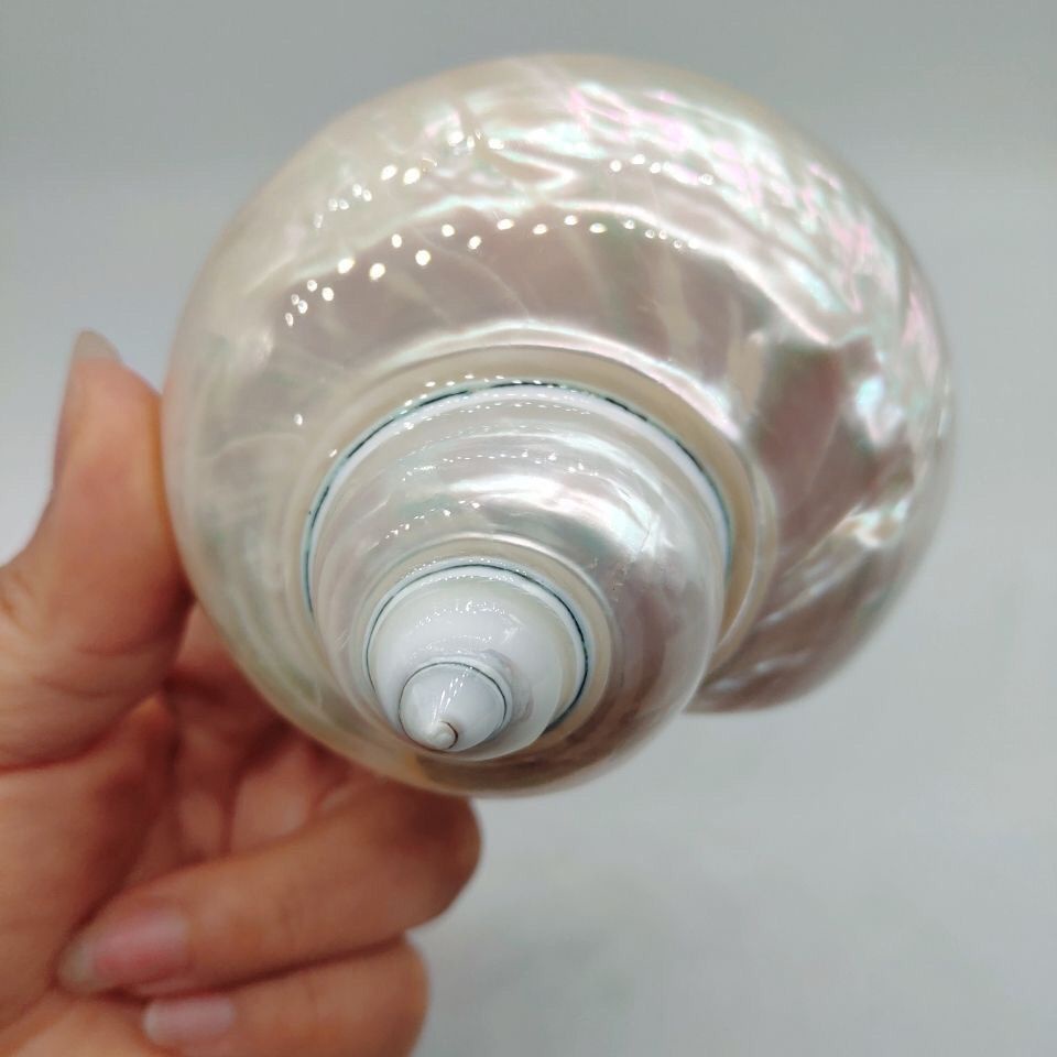 夜光貝- 優惠推薦- 2025年12月| 蝦皮購物台灣