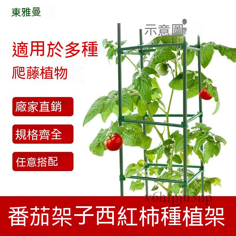 💗免運開發票💗番茄架 西紅柿種植架 爬藤架 植物支撐架 爬藤支架 盆栽支架 藤架 爬藤花架 植物攀爬架種菜黃瓜搭架植物架 | 蝦皮購物