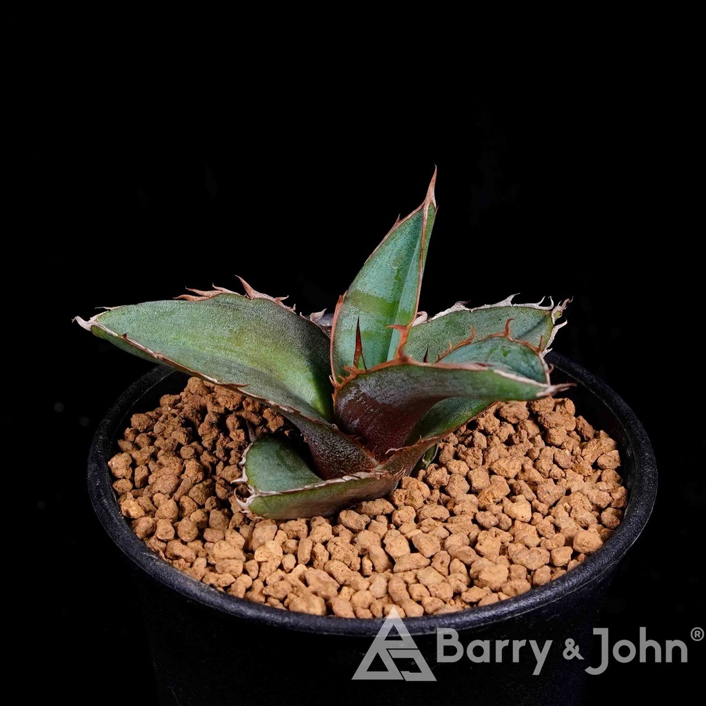 ficus bonsai dnger Desktop Ficus Bonsai Delivered Tomorrow To NYC, NJ, CT, Boston, Providence,  Washington DC, Baltimore, Philadelphia, Princeton, Long Island, and Upstate  NY By Dahing Plants