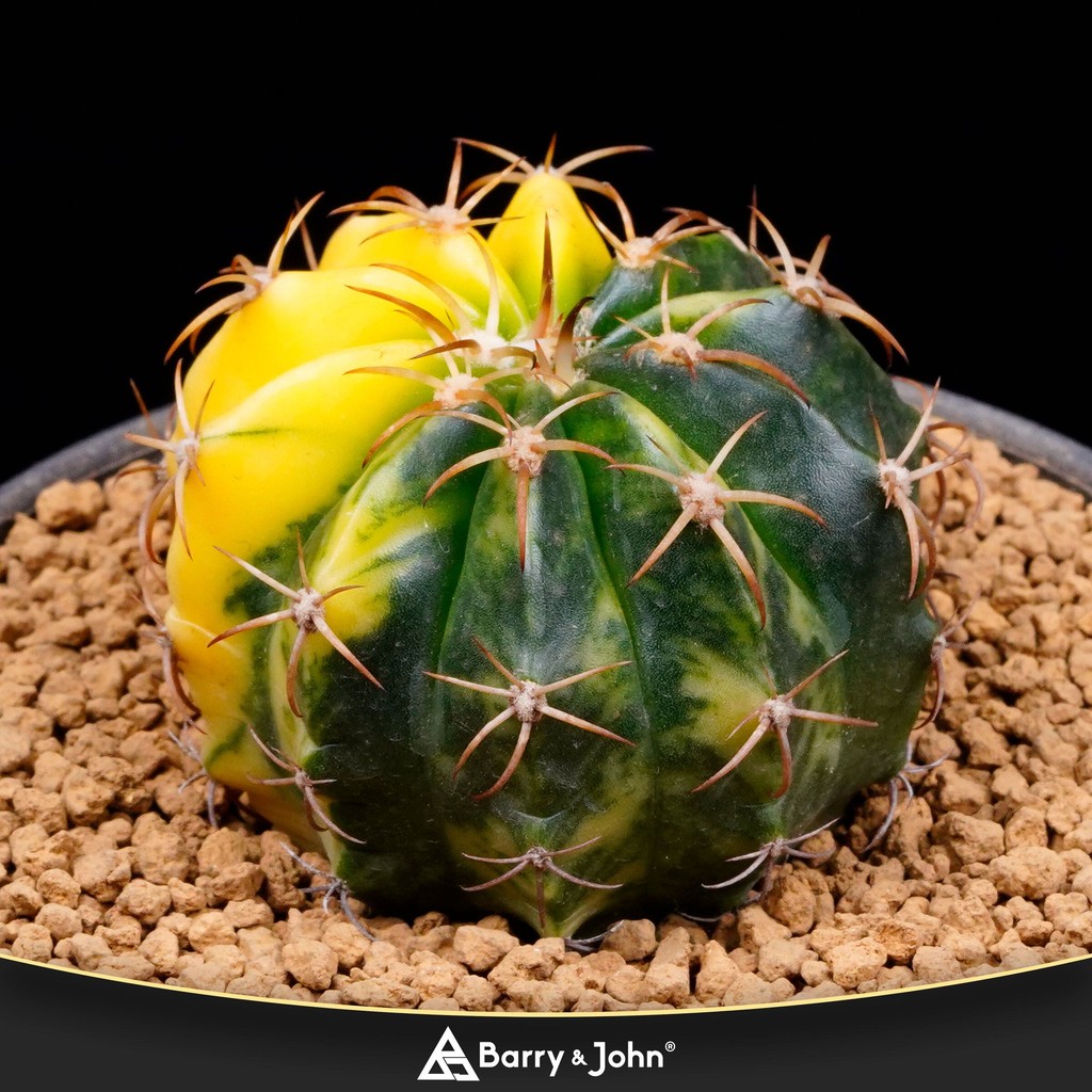 ｜層雲錦｜Cactus｜ | 蝦皮購物