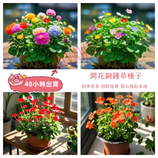 12h出貨現發 （50粒）開花銅錢草種子大全 多款花色銅錢草招財水培土培辦公室桌面盆栽種子 金錢草花卉室內水養綠植吸甲醛