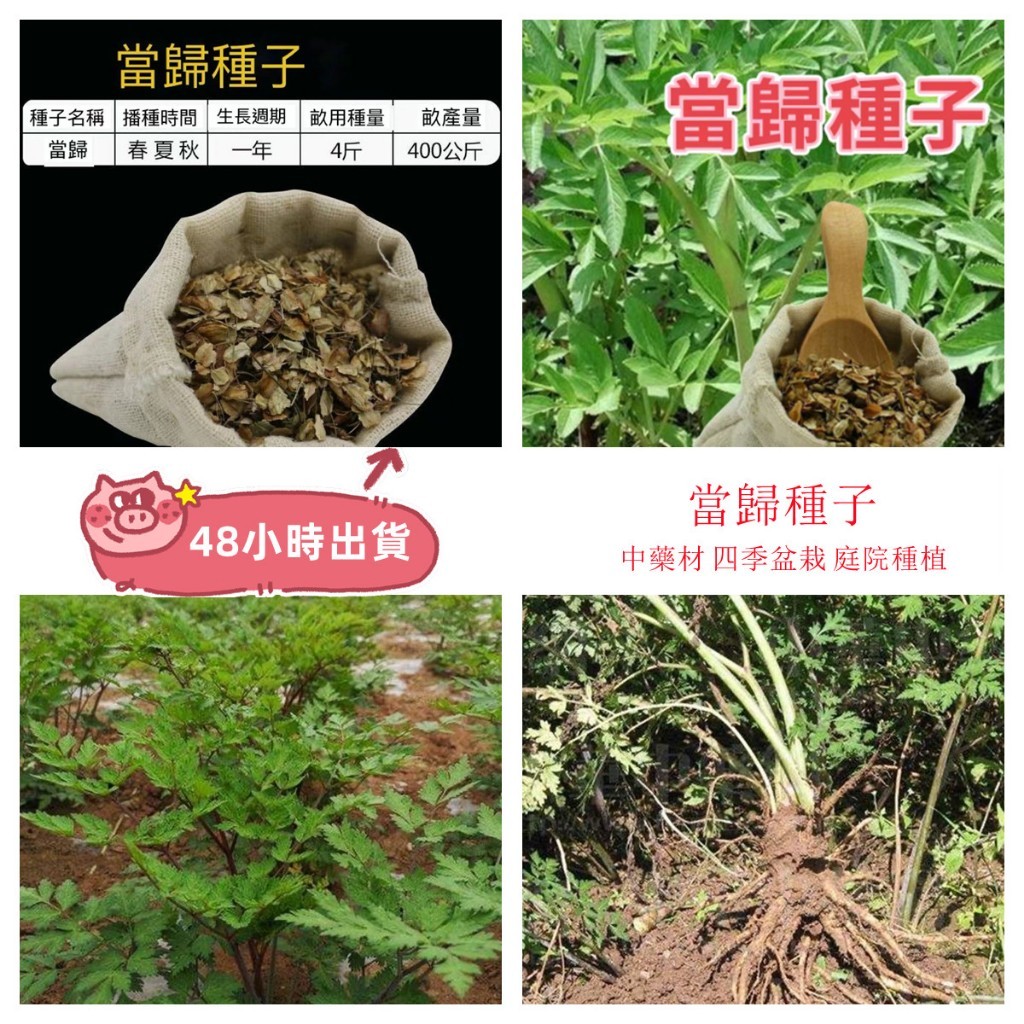 12h出貨 當歸種子 當年新種 四季農家種植 山當歸 岷當歸 四季播種中藥材種子新手易 超高發芽率 | 蝦皮購物