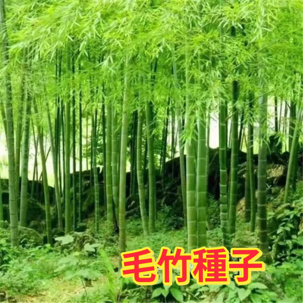 臺灣現貨毛竹種子 雷竹 食用竹筍種子 大型毛竹種子 青竹苗籽 楠竹剛竹種子 文竹 觀音竹 富貴竹 米竹 羅漢竹桂竹 | 蝦皮購物