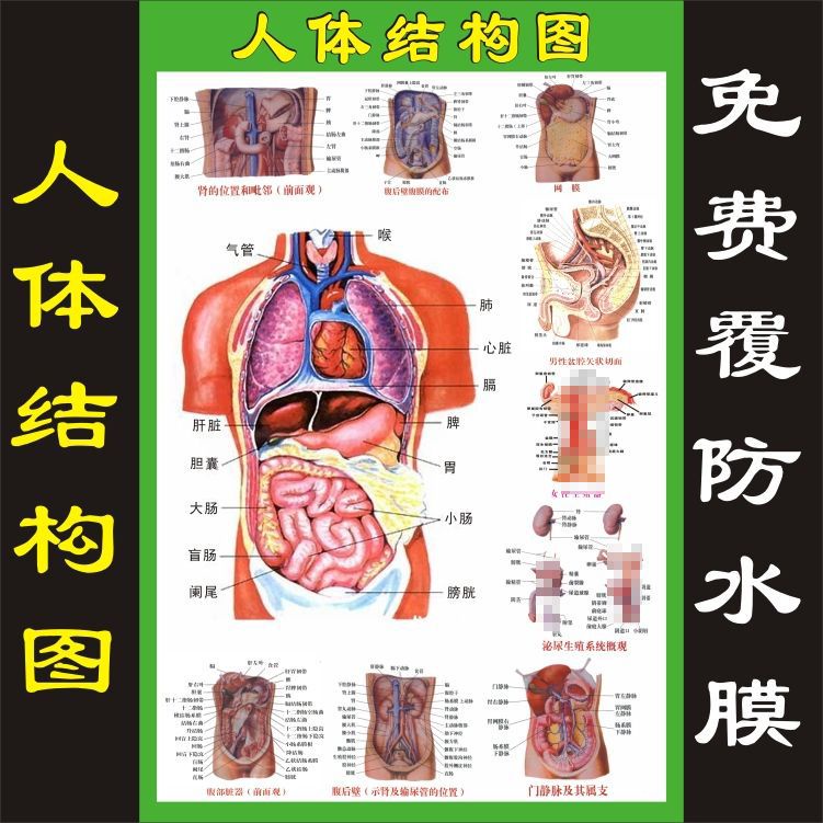 特賣 人體內臟解剖系統示意圖醫學宣傳掛圖人體器官心臟結構圖醫院海報 | 蝦皮購物