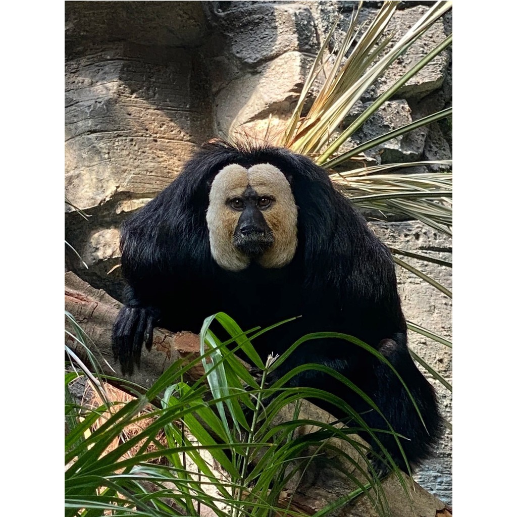 南京紅山森林動物園週邊 生氣杜杜趴公仔玩具 | 蝦皮購物