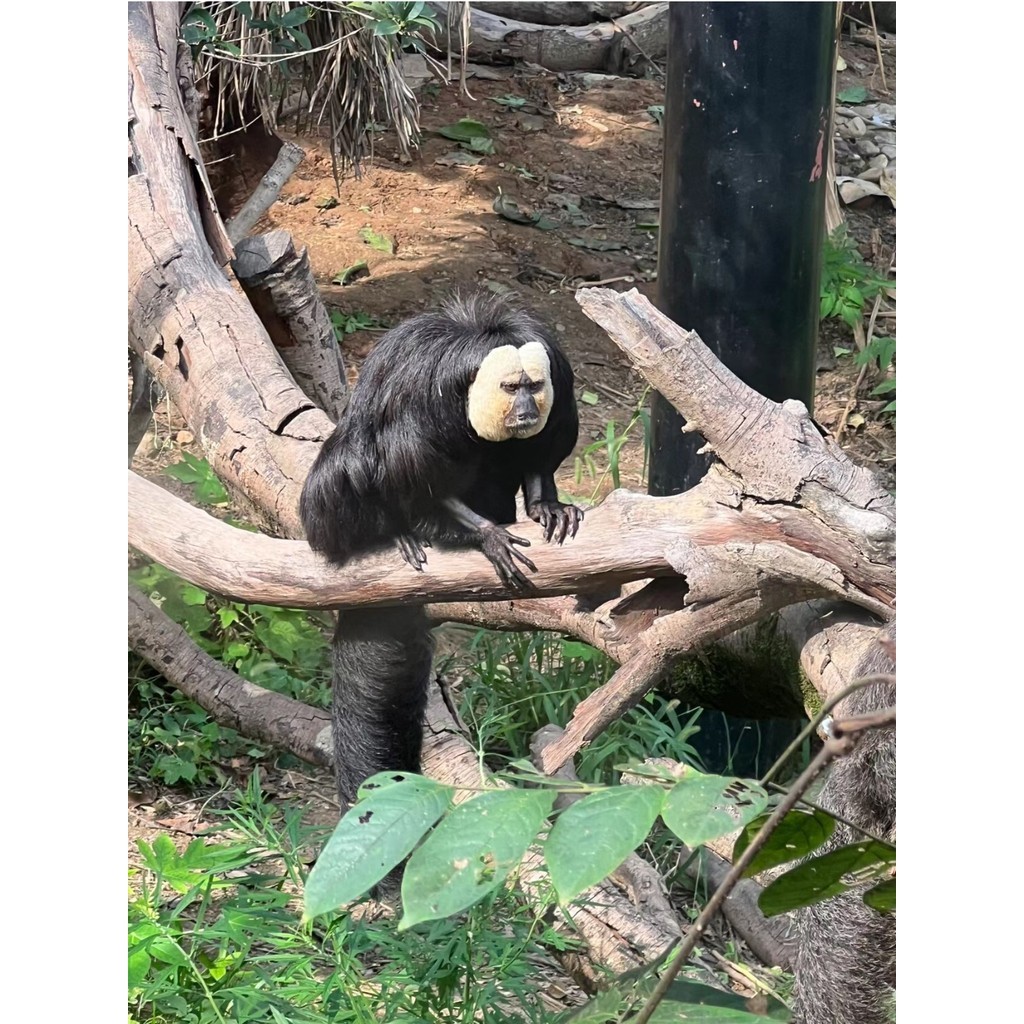 南京紅山森林動物園週邊 生氣杜杜趴公仔玩具 | 蝦皮購物