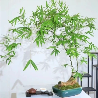 竹子|優惠推薦 - 蝦皮購物 - 2026年3月