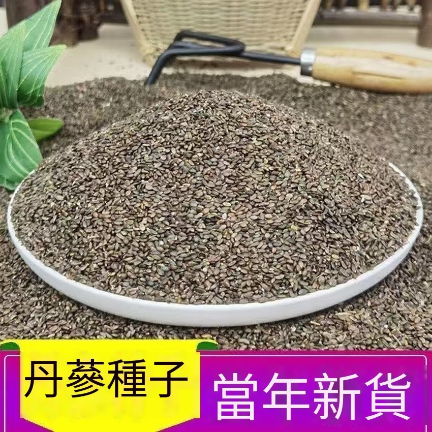 🌿（正宗丹參種子） 高產野生中藥材丹參種籽 赤參紅血蔘種植 四季種植 四季庭院阳台種植種子 | 蝦皮購物