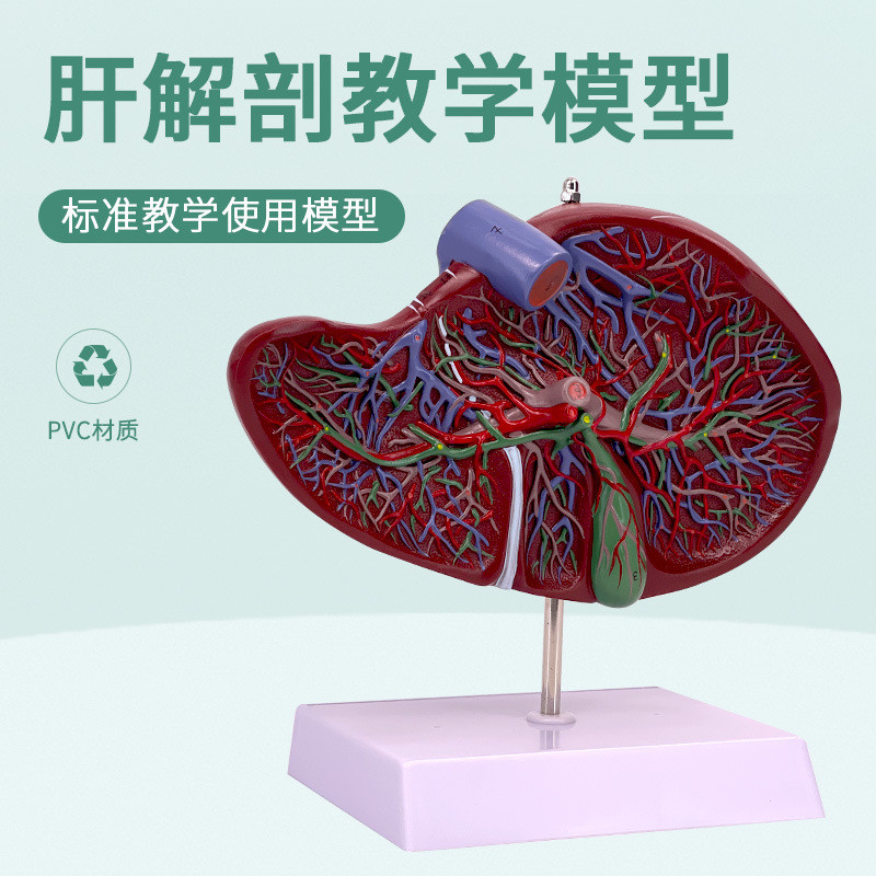 人體肝膽囊血管肝臟內臟器官解剖模型 肝膽標本 醫學敎學模型模具 人體器官玩具 人體器官拚圖 | 蝦皮購物