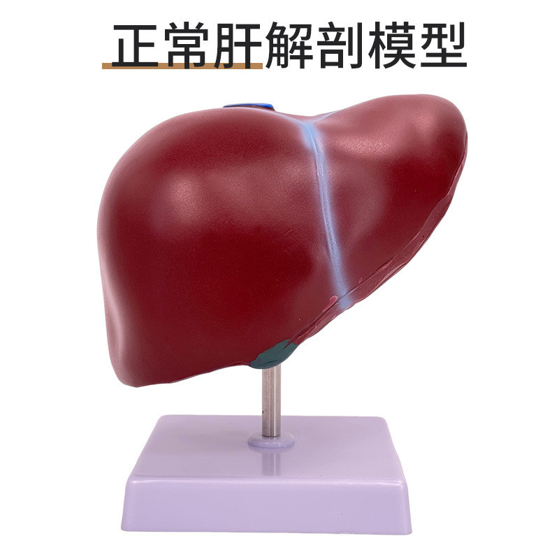 肝臟解剖模型 正常肝解剖 仿真內臟器官模型 醫學敎學模型模具 人體器官玩具 人體器官拚圖 | 蝦皮購物