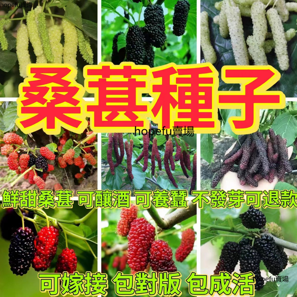 【黑白雙色】桑葚種子 現貨｜白玉桑葚 黑珍珠桑葚｜四季可播 盆栽豐收｜果桑樹莓 種不活可退｜陽台庭院 新手友善果樹 | 蝦皮購物