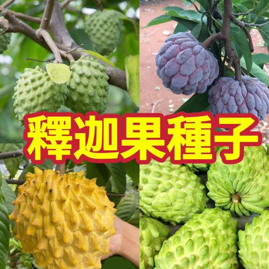 【釋迦果種子】全網最齊全釋迦果樹苗 台灣番荔枝 佛頭果 水果樹種子 水果種籽 包發芽 | 蝦皮購物