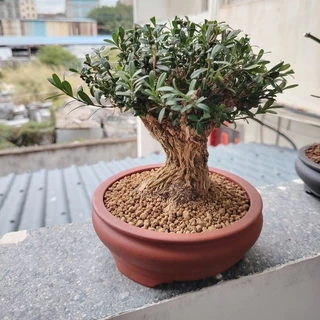 紫砂 四角い鉢植え 盆栽鉢　植木鉢　紫砂盆栽鉢　園芸　盆栽 四角蘭鉢 中国宜興 紫砂の鉢 盆栽鉢 植木鉢 小品盆栽鉢 大品