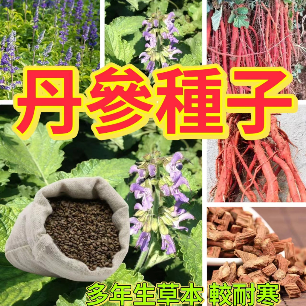 【丹參種子】血生根種子 紫花丹參 紅花丹參 名貴中藥材 多年生 新易種植 藥用種子大紅跟泡茶藥用種子丹蔘 活血蔘 血蔘 | 蝦皮購物