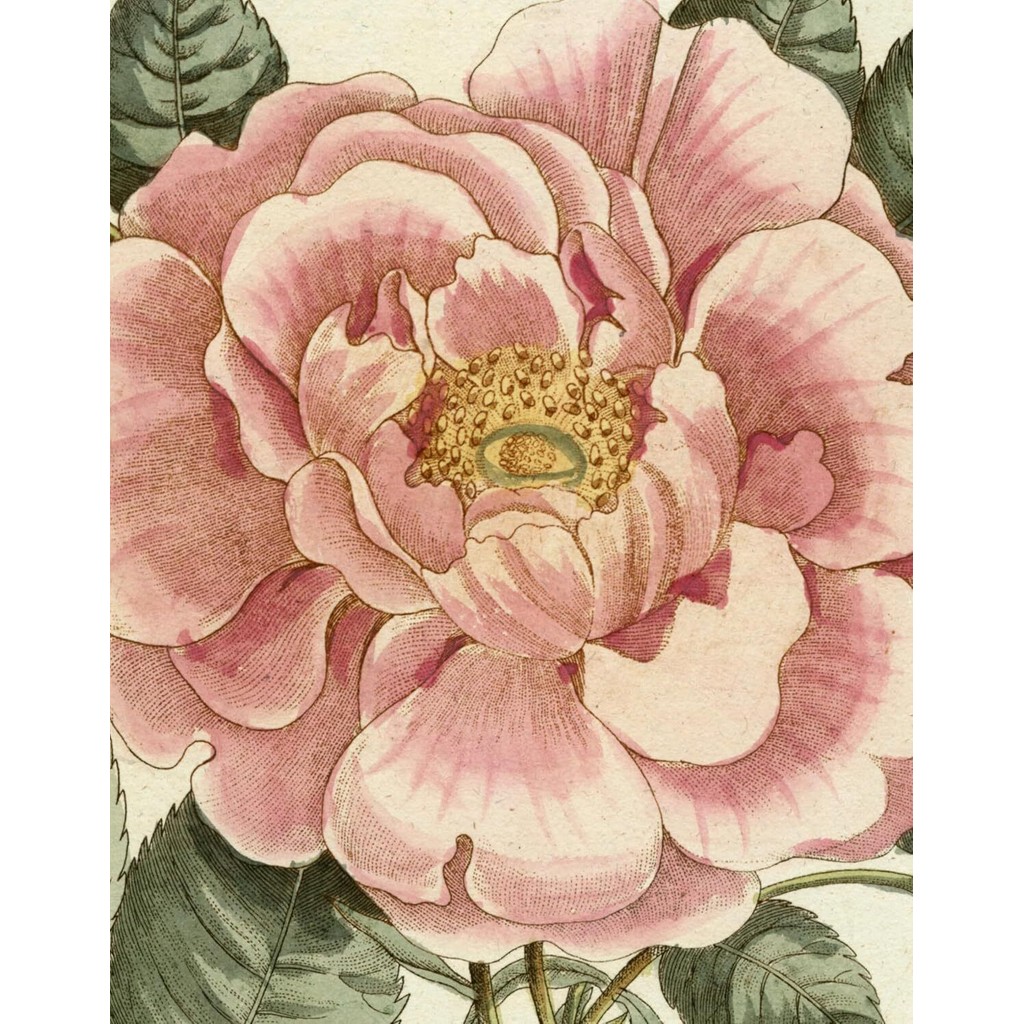 【拾花商行】紐約藝術家《 John Derian Picture Book II 》圖畫書 | 蝦皮購物