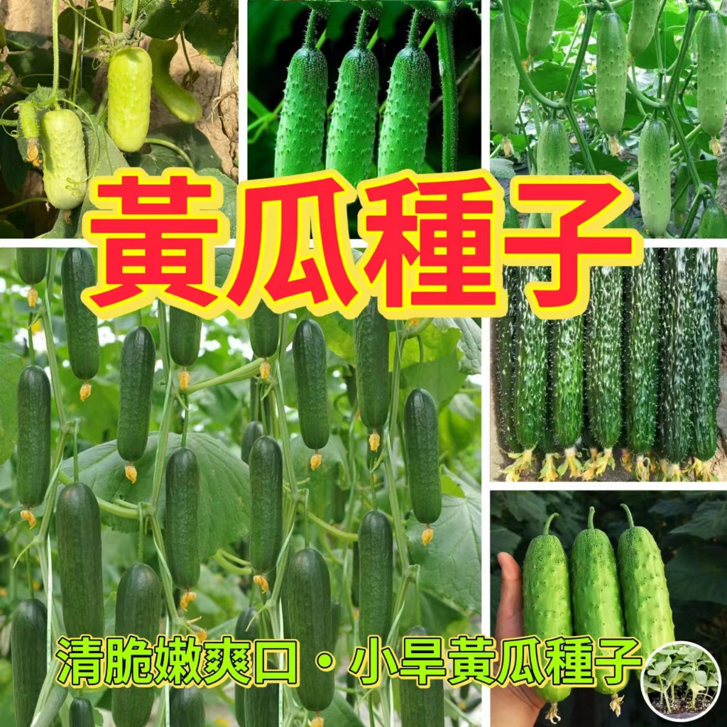 刺瓜種子 花瓜籽 大黃瓜種子 小黃瓜籽 夏季蔬菜 瓜類種子 家庭菜園 陽台盆栽 攀藤作物 沙拉食材 醃漬瓜類 豐產品種 | 蝦皮購物