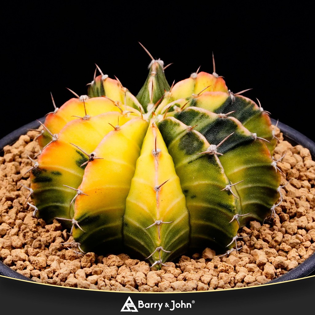 ｜緋牡丹錦｜Cactus｜ | 蝦皮購物